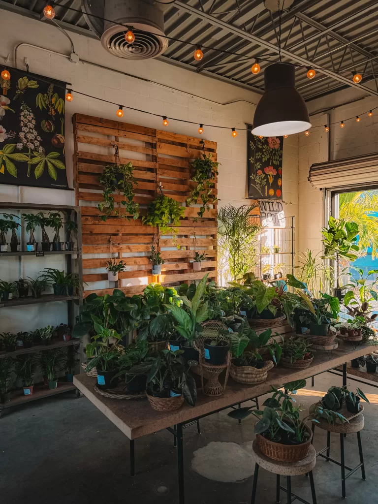 Wild Roots - The Best Things to do in Downtown St. Pete